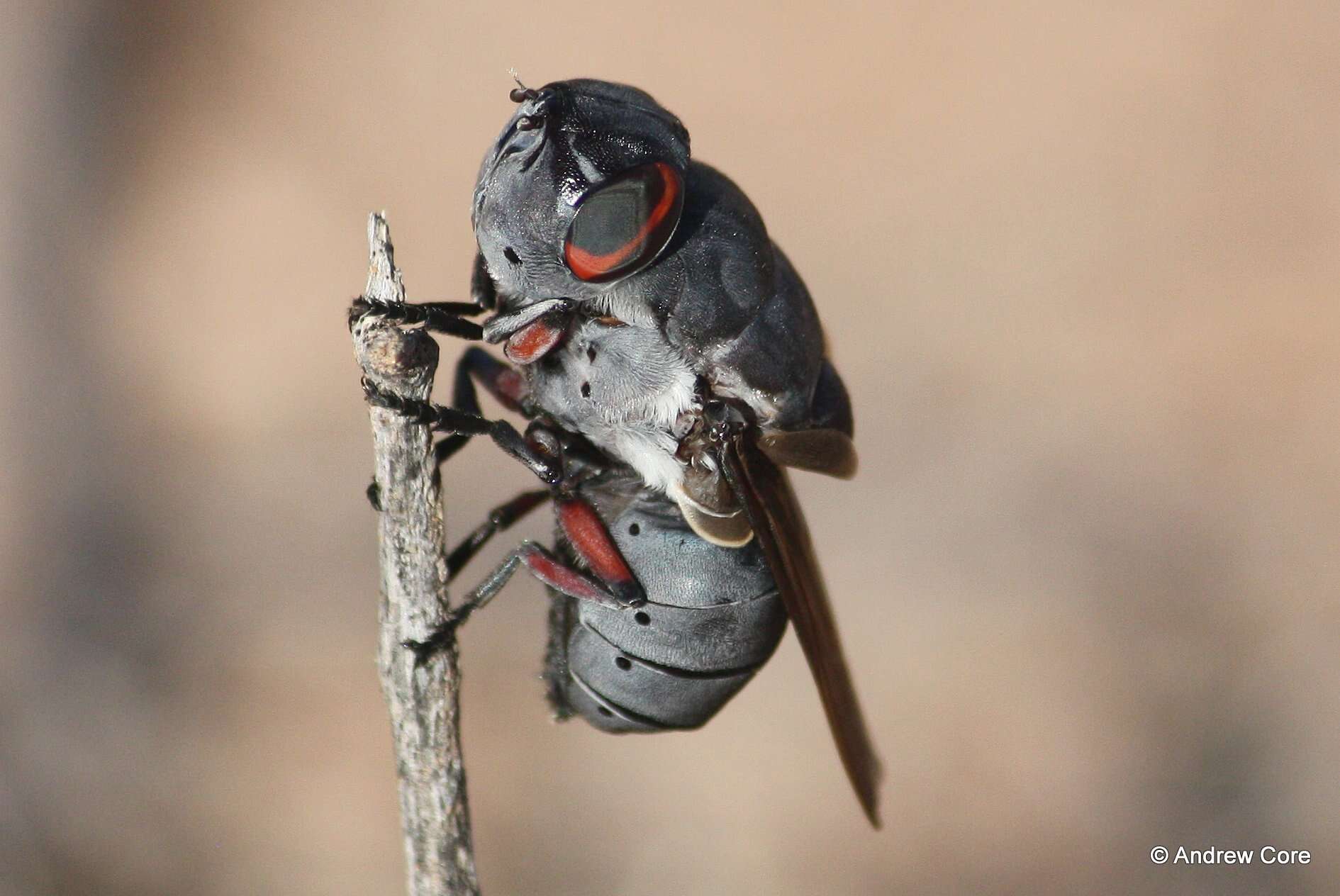 Cuterebra ruficrus (Austen 1933) resmi