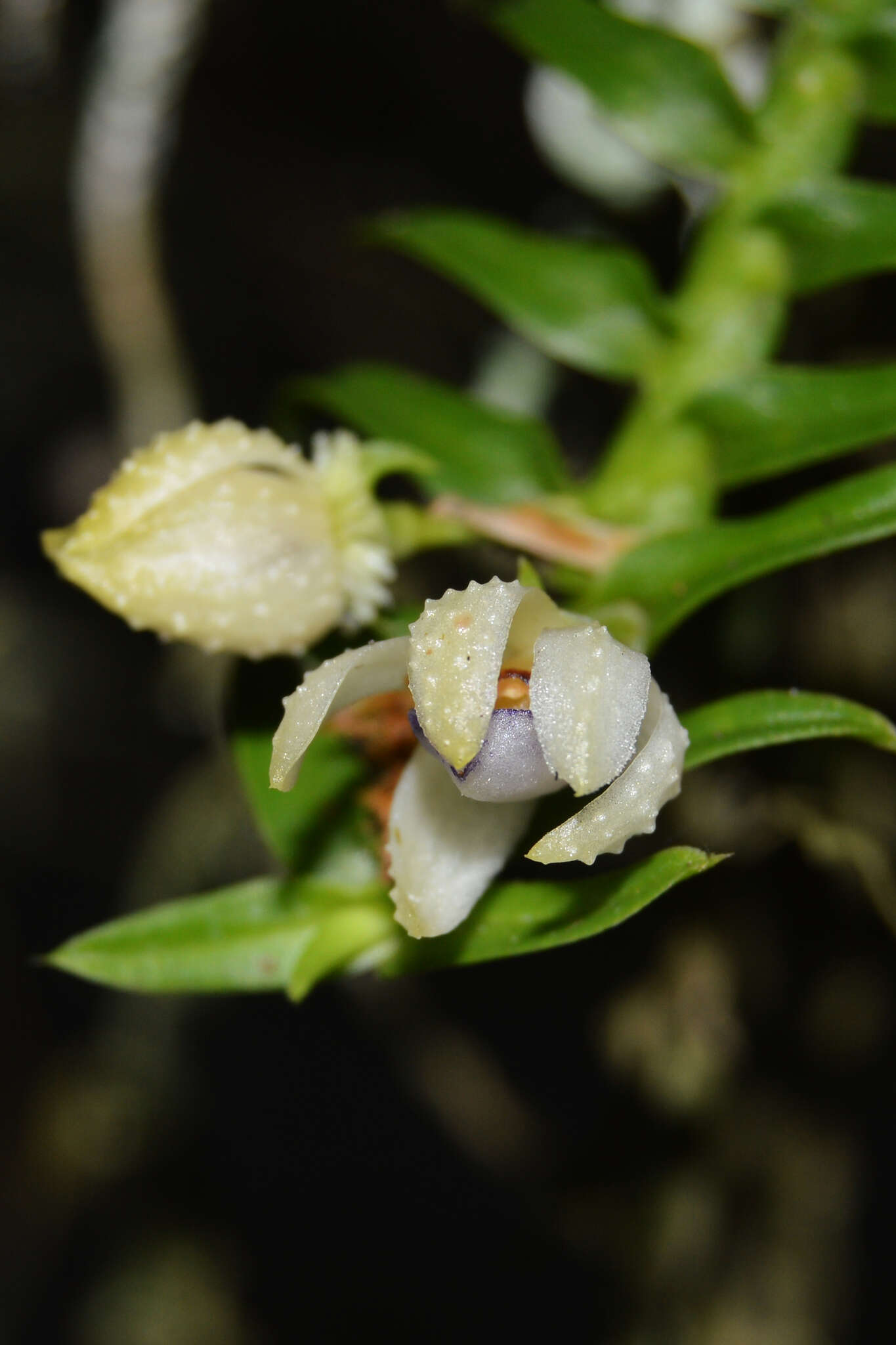 Image of Dichaea squarrosa Lindl.