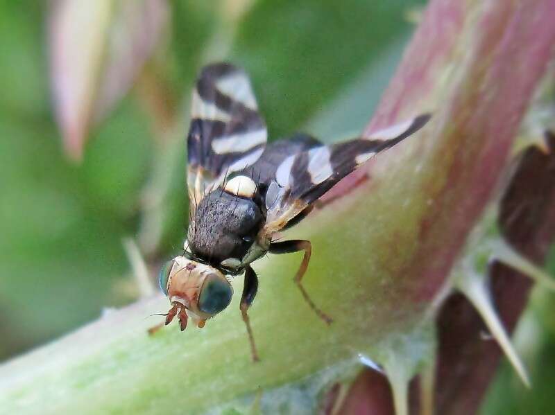 Image of Urophora cardui (Linnaeus 1758)