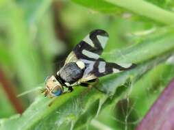 Image of Urophora cardui (Linnaeus 1758)