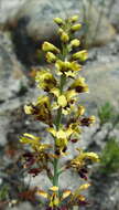 Image of Tritoniopsis parviflora (Jacq.) G. J. Lewis