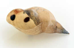 Image of Great Pond Snail