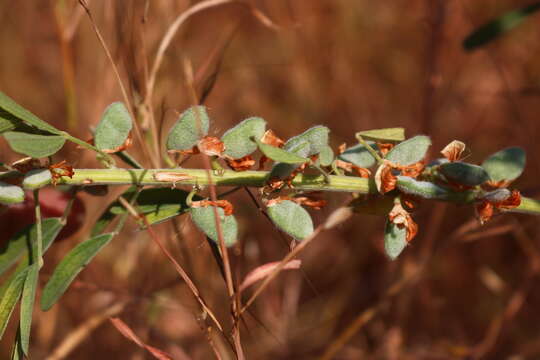 صورة Cajanus sericeus (Baker) Maesen