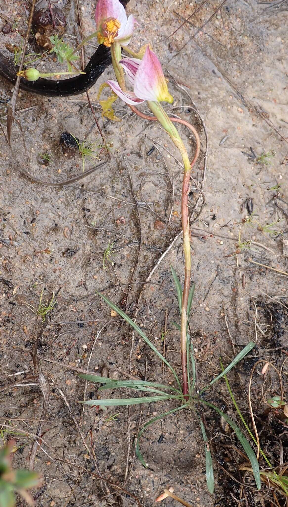 Disa spathulata subsp. tripartita (Lindl.) H. P. Linder resmi