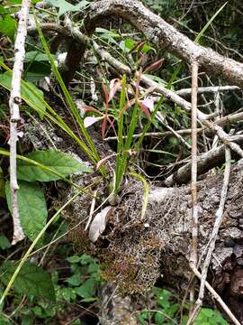 Image of Encyclia bractescens (Lindl.) Hoehne