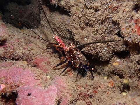 Image of Banded Spiny Lobster