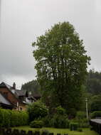 Image of Littleleaf Linden