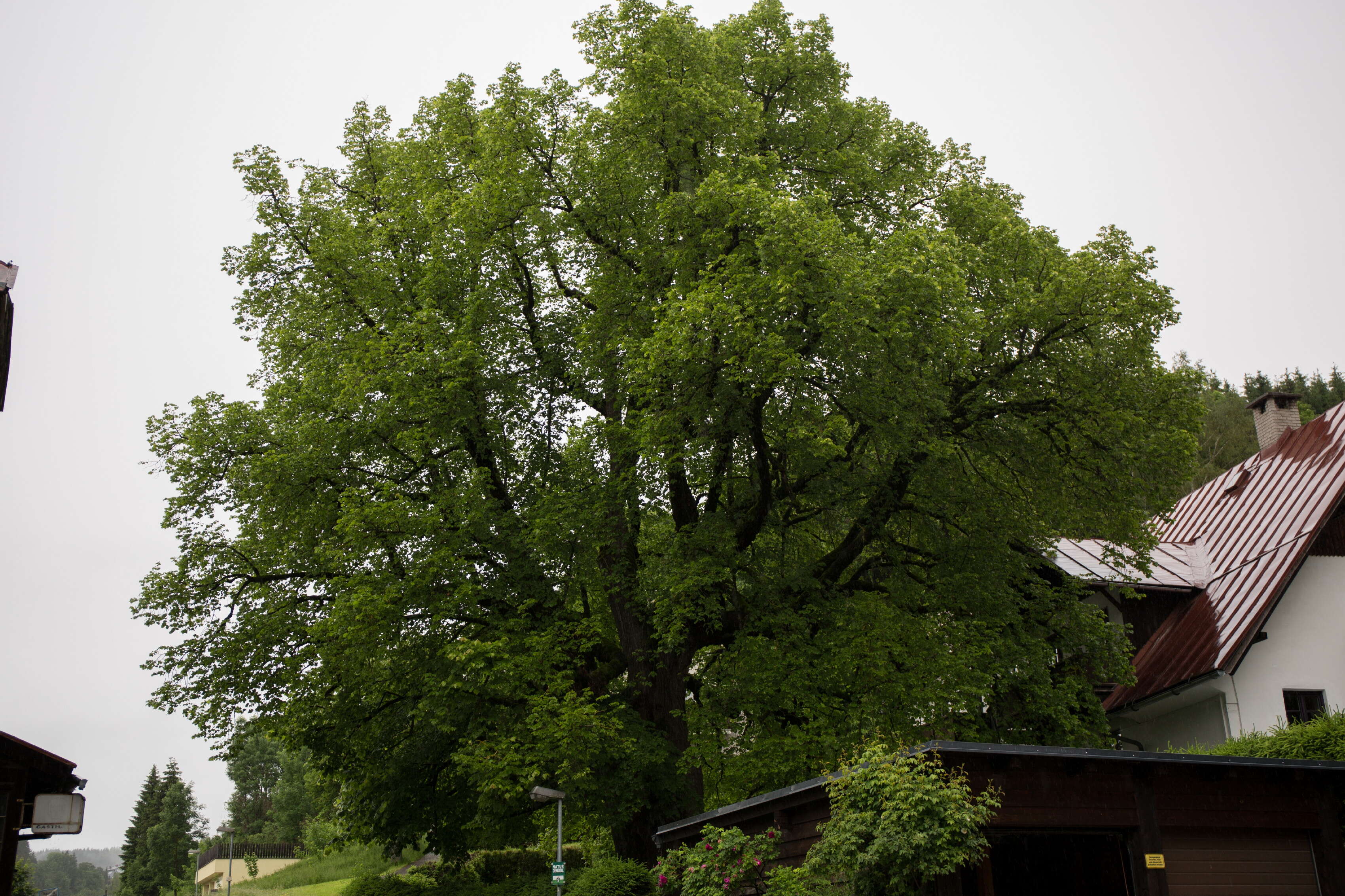 Image of Large-leaved Lime