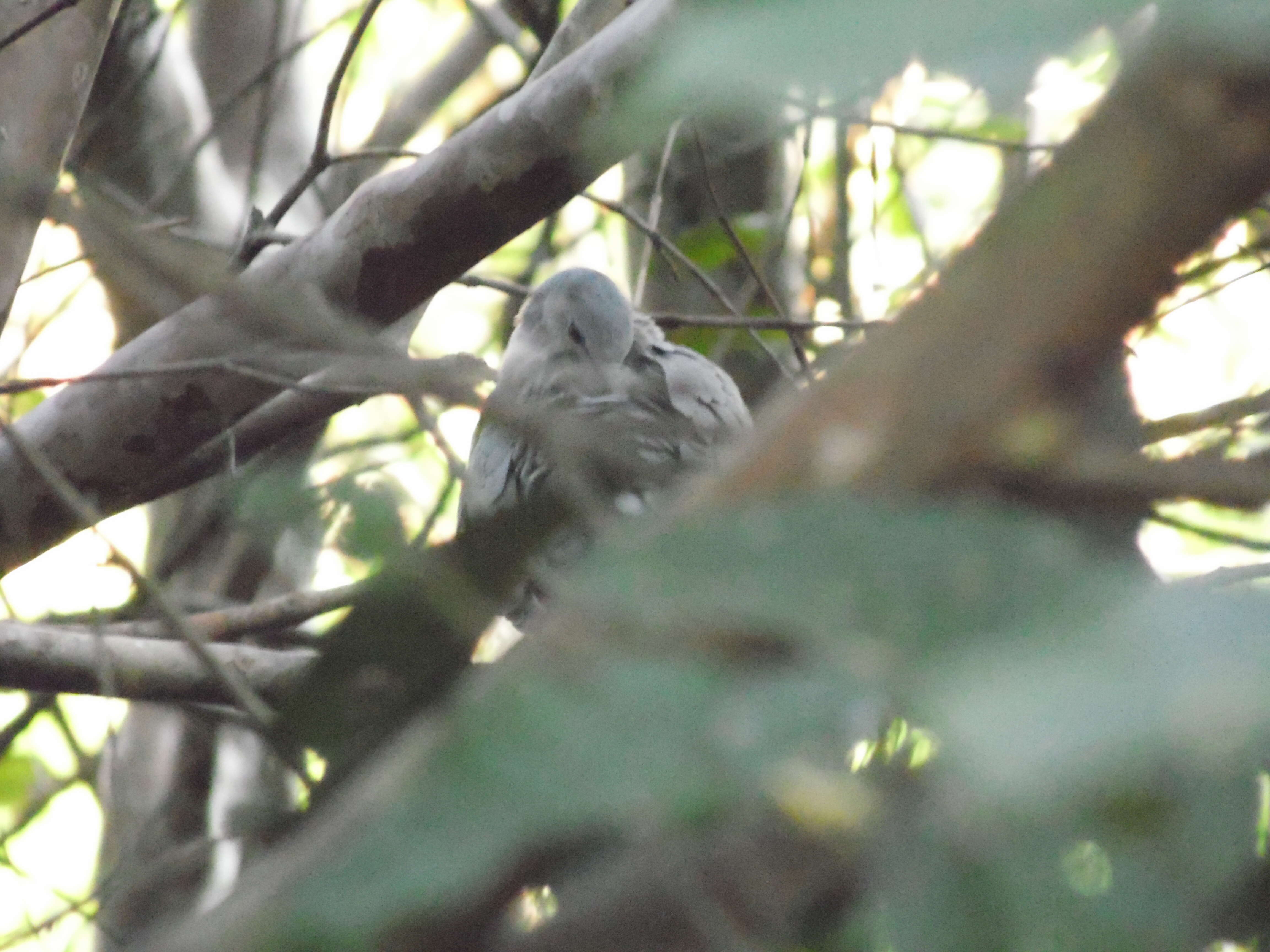 Image of White-tipped Dove