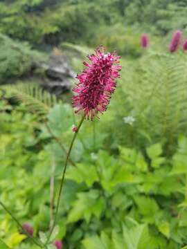 Image of Small-Head Burnet