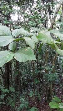 Cordia sulcata DC. resmi