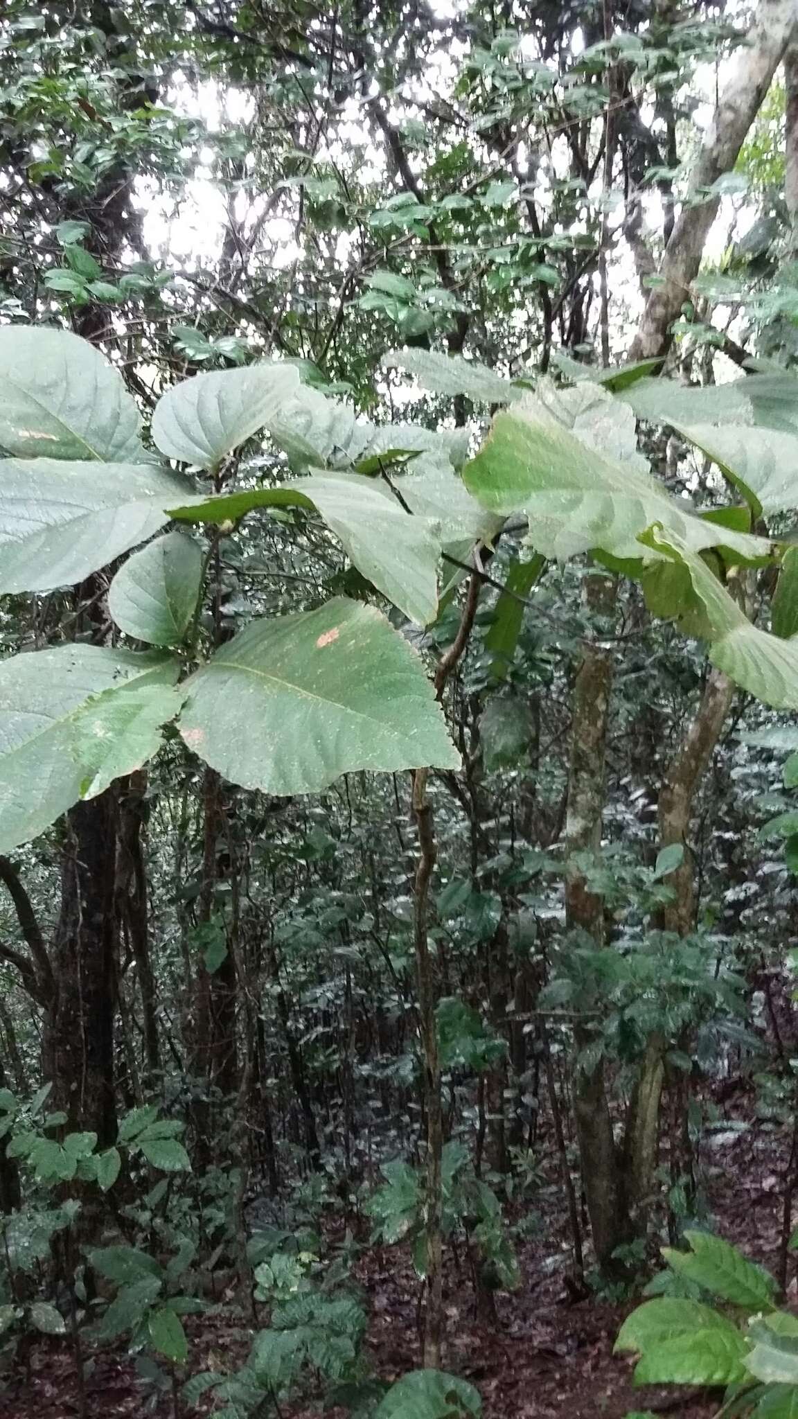 Plancia ëd Cordia sulcata DC.