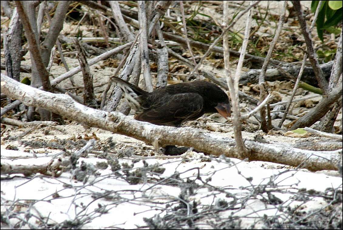 Image of Espanola Cactus Finch