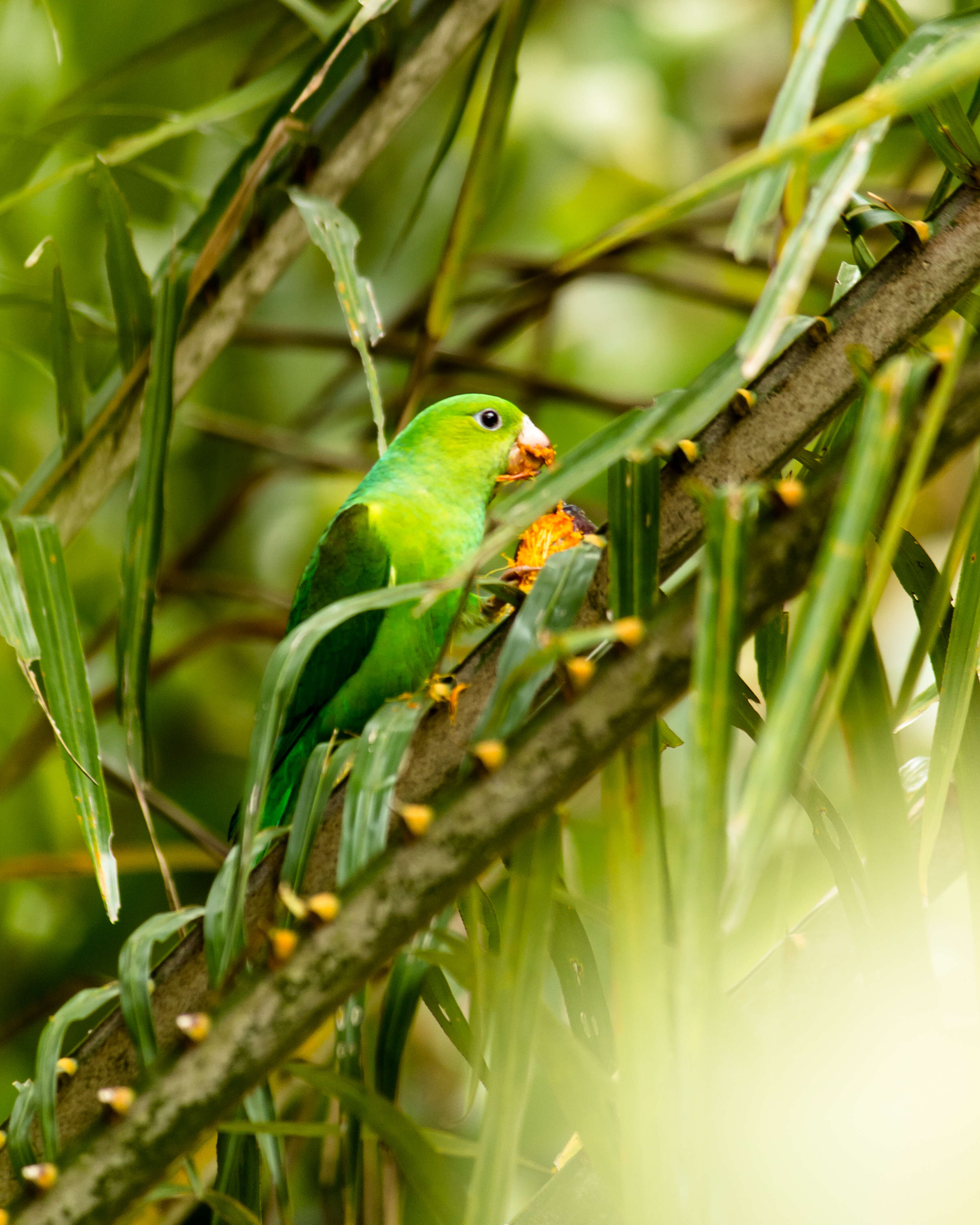 Image of Plain Parakeet