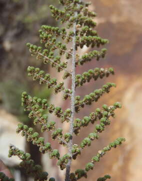 Image of Cheilanthes parviloba (Sw.) Sw.