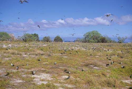 Image of Sooty Tern