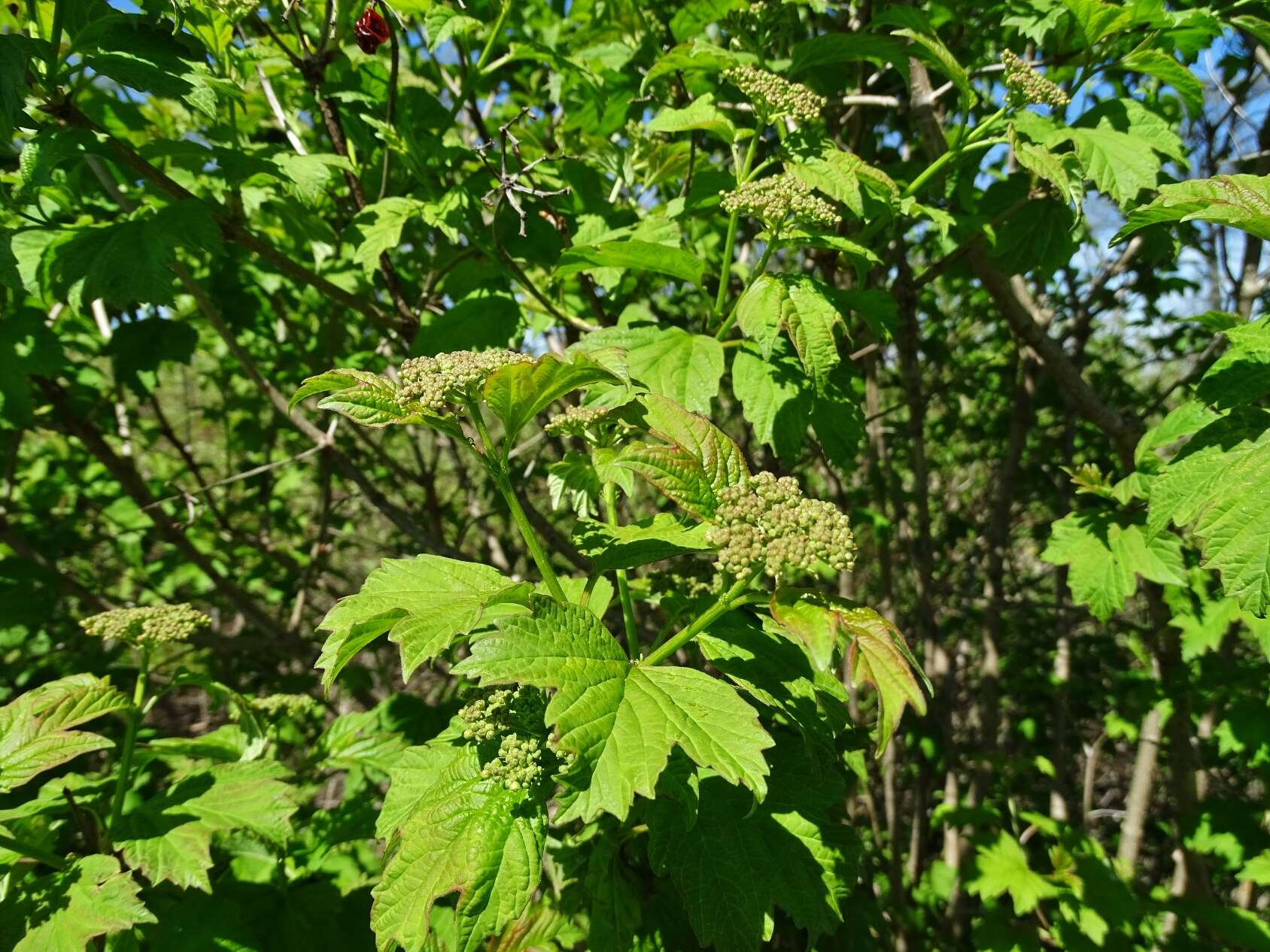 Image of Viburnum opulus var. opulus