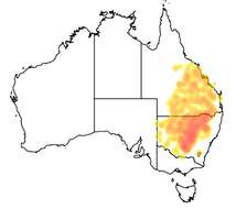 Image of Eucalyptus populnea F. Müll.