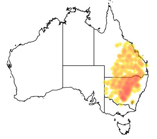 Image of Eucalyptus populnea F. Müll.