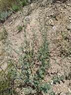 Image of Astragalus melilotoides Pall.