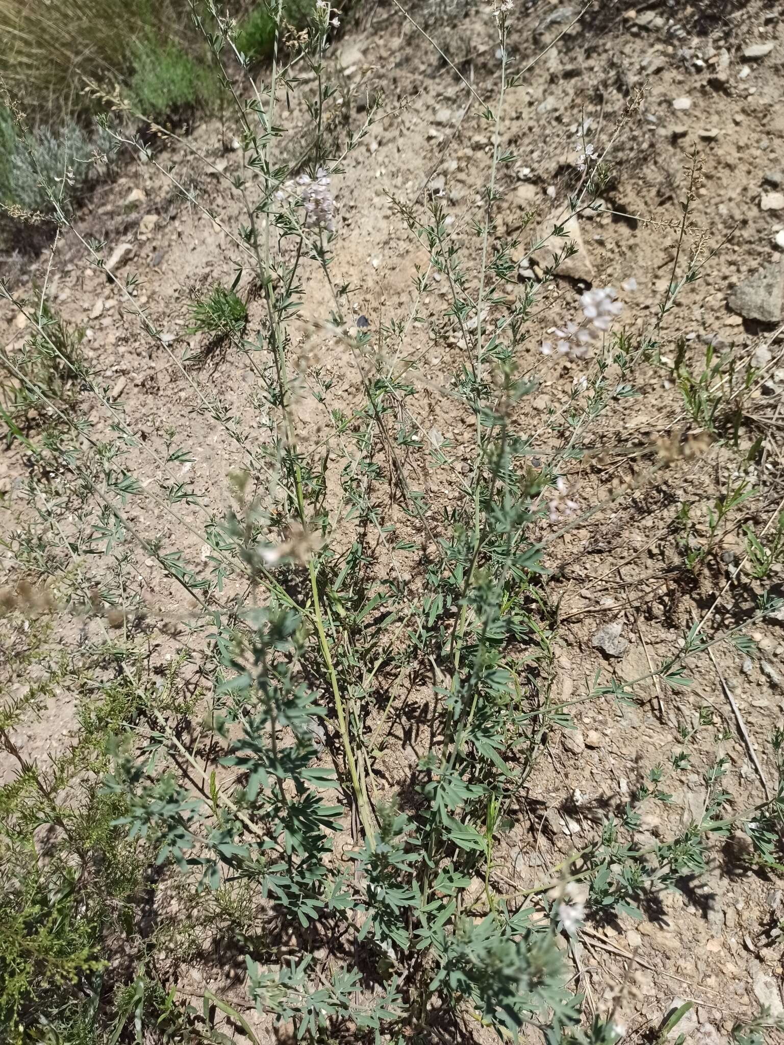 Image of Astragalus melilotoides Pall.