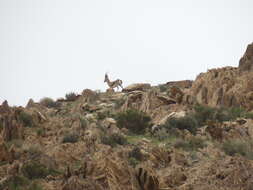 Image of Cuvier's Gazelle