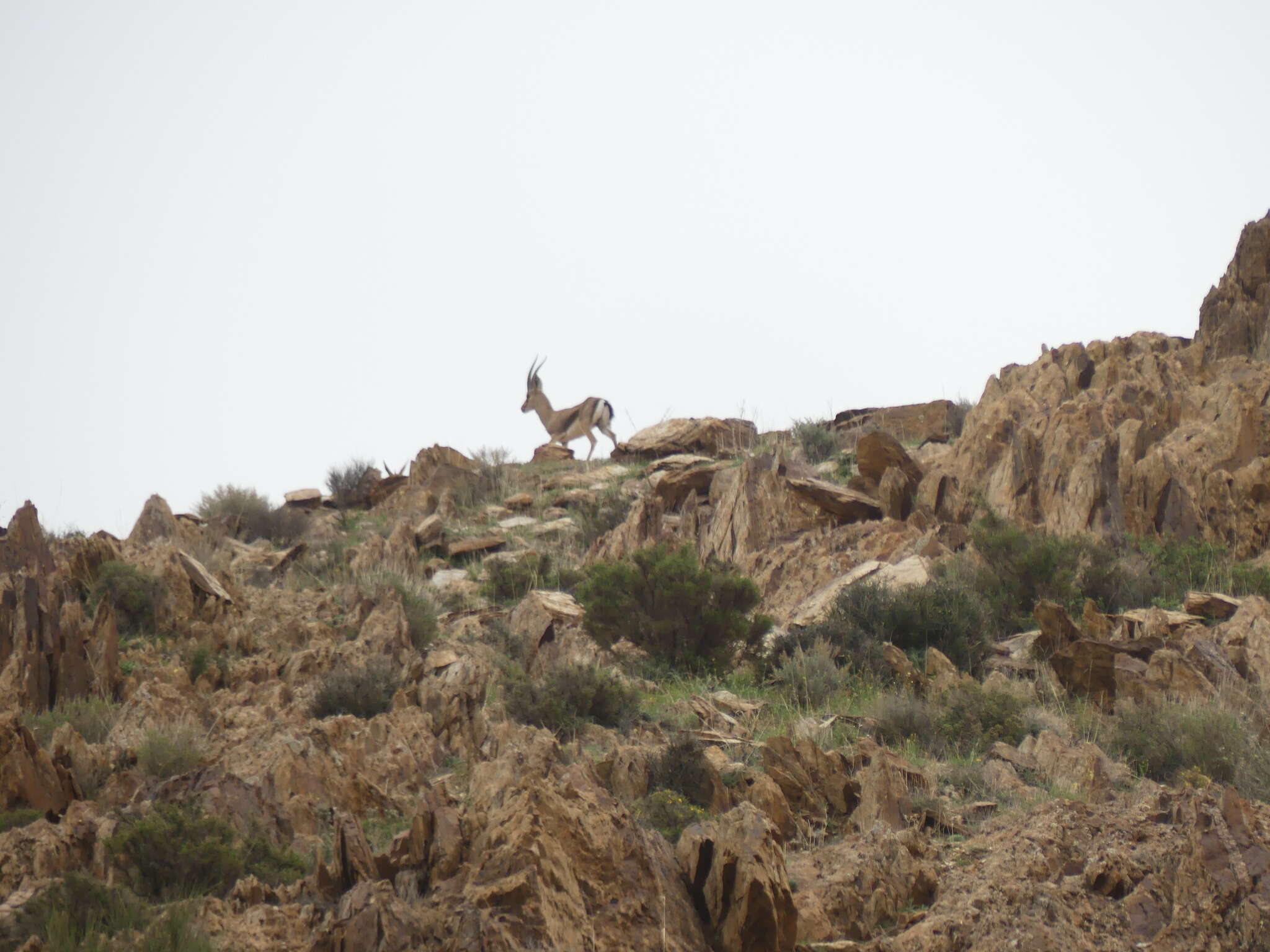 Image de Gazelle de Cuvier