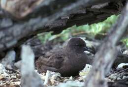 Image of Christmas Shearwater