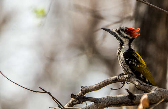 Image of Black-rumped Flameback