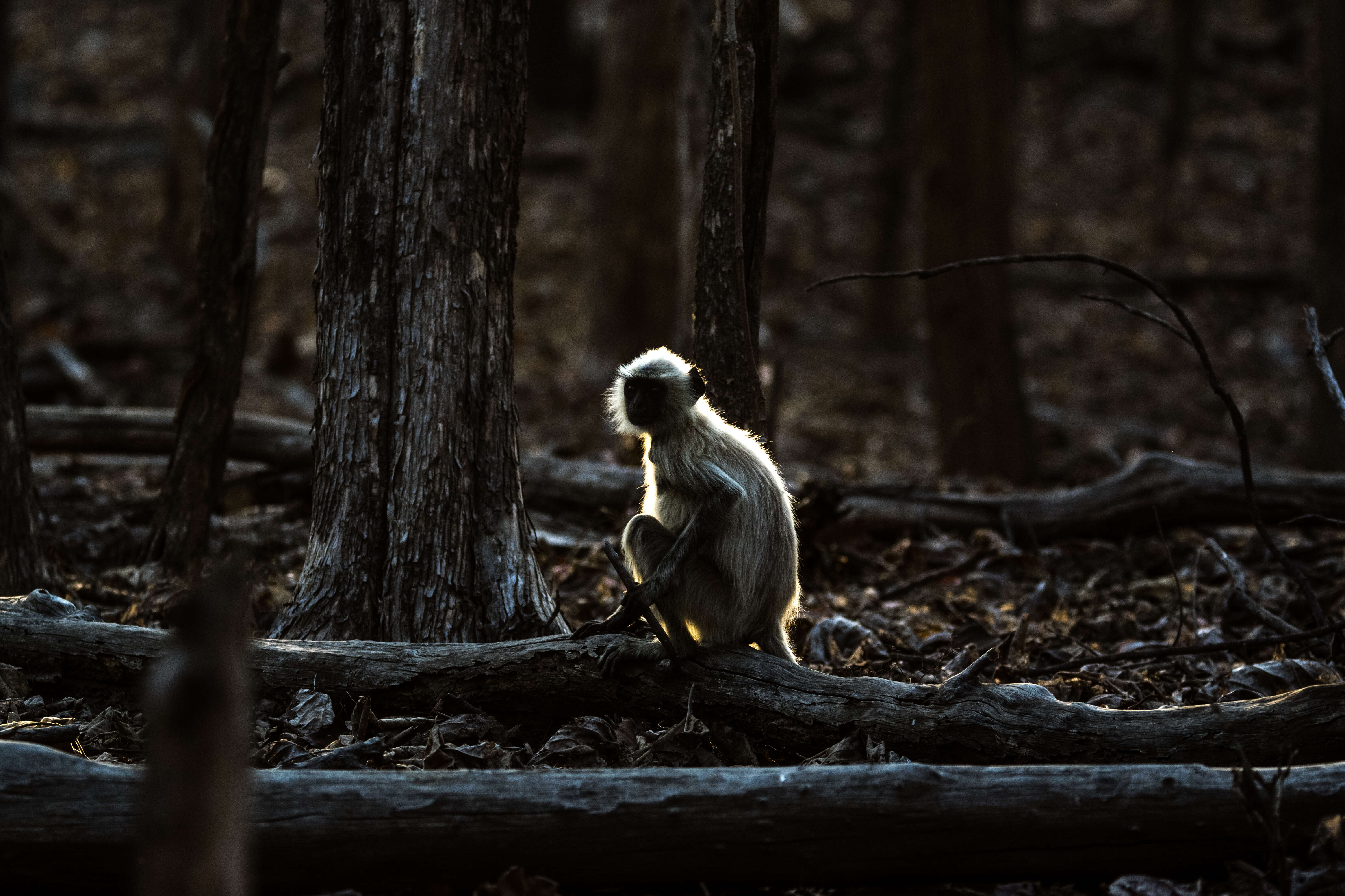 Image of Northern plains gray langur