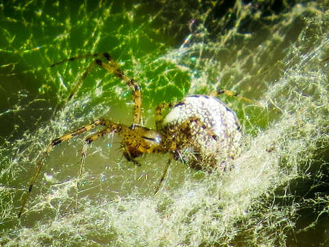 Image of Hammock Spider