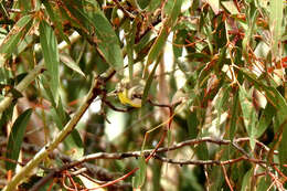 Image of White-throated Gerygone