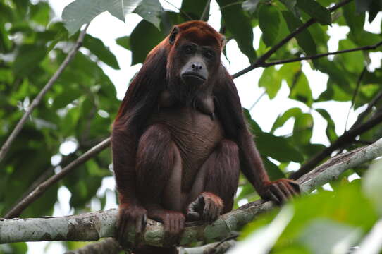 Image of Colombian Red Howler Monkey