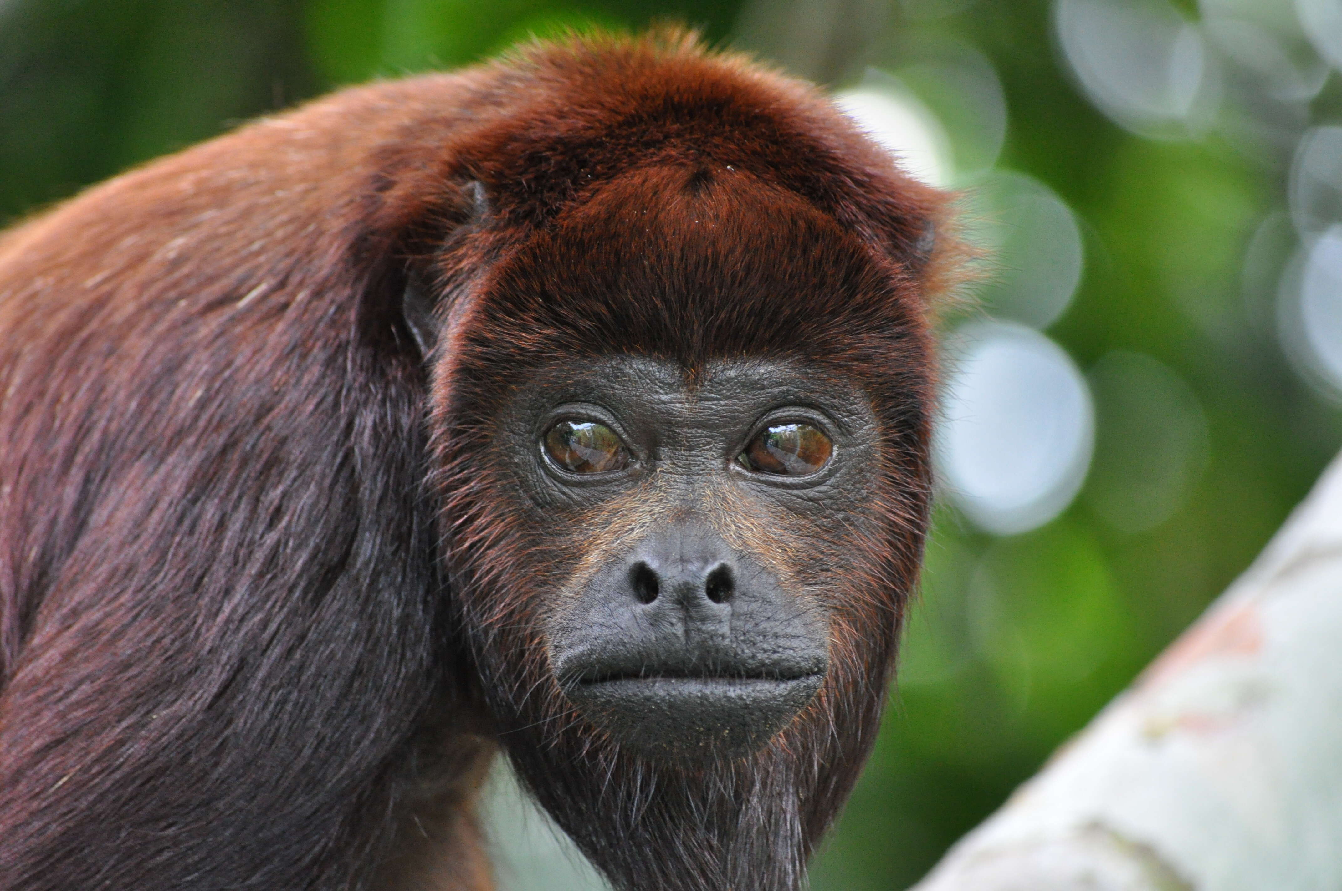 Image of Colombian Red Howler Monkey