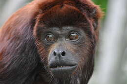 Image of Colombian Red Howler Monkey