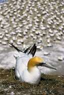 Image of Australasian Gannet