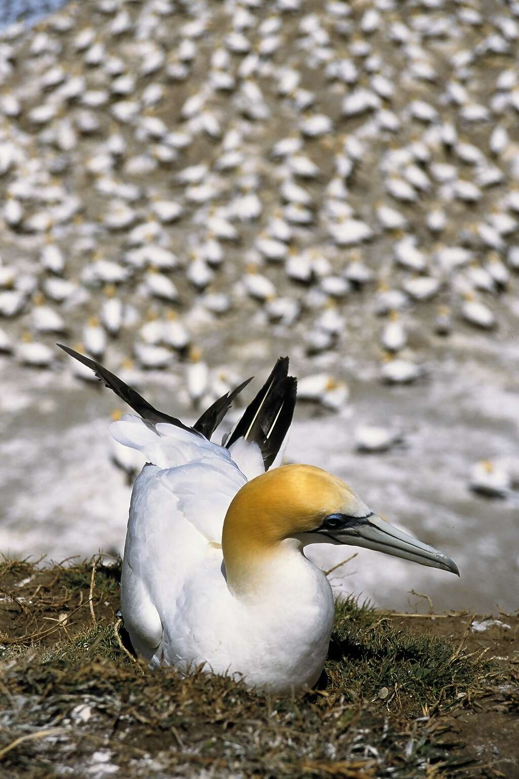 Image of Australasian Gannet