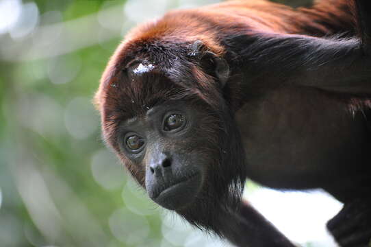 Image of Colombian Red Howler Monkey