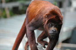 Image of Colombian Red Howler Monkey