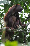 Image of Colombian Red Howler Monkey