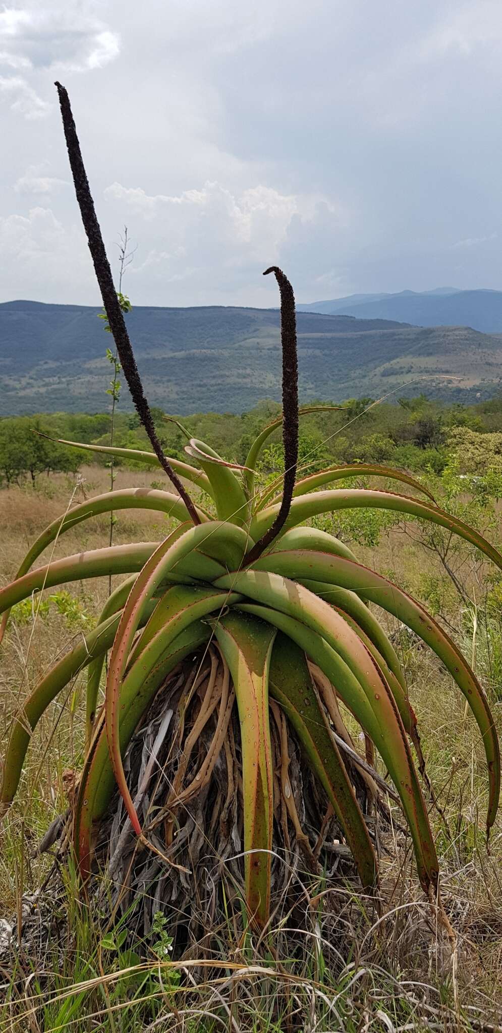 Image of Graskop Aloe