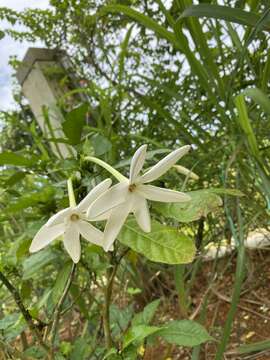 Image of Gardenia nitida Hook.