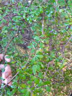 Image of Olearia fimbriata M. Heads