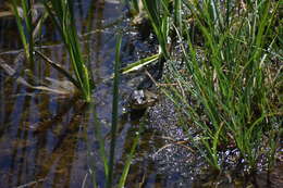 Image of Sierra Nevada Yellow-legged Frog