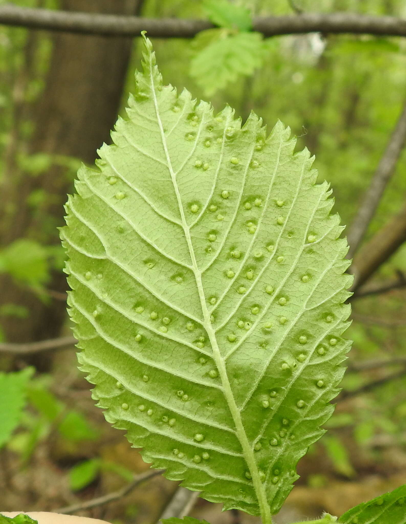 Image of Aceria campestricola