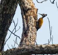 Image of Black-rumped Flameback