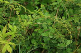 Image of Agrimonia pilosa var. japonica (Miq.) Nakai