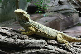 Image of Central bearded dragon