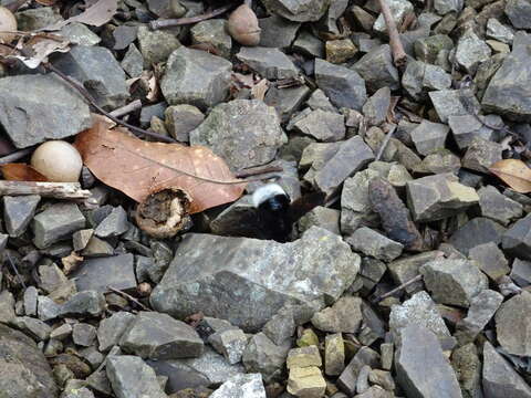 Imagem de Bombus volucelloides Gribodo 1892