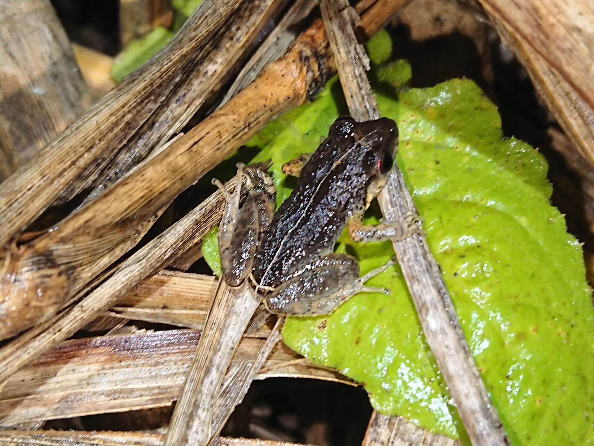 صورة Eleutherodactylus gossei Dunn 1926